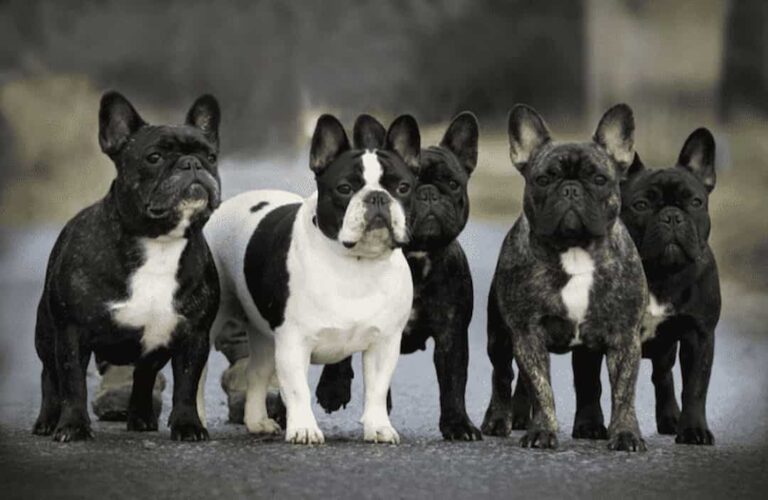 Thức ăn của chó Bulldog