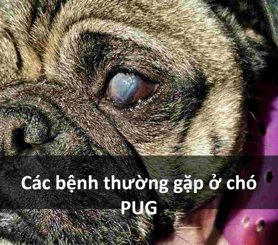 Các bệnh thường gặp ở chó pug