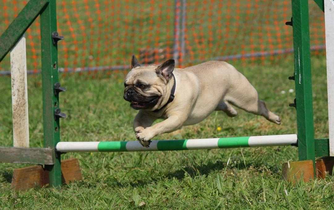 Cách huấn luyện chó Pug