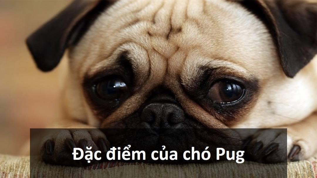 Tại Sao Chó Pug Là Một Trong Những Loài Được Yêu Thích Nhất?