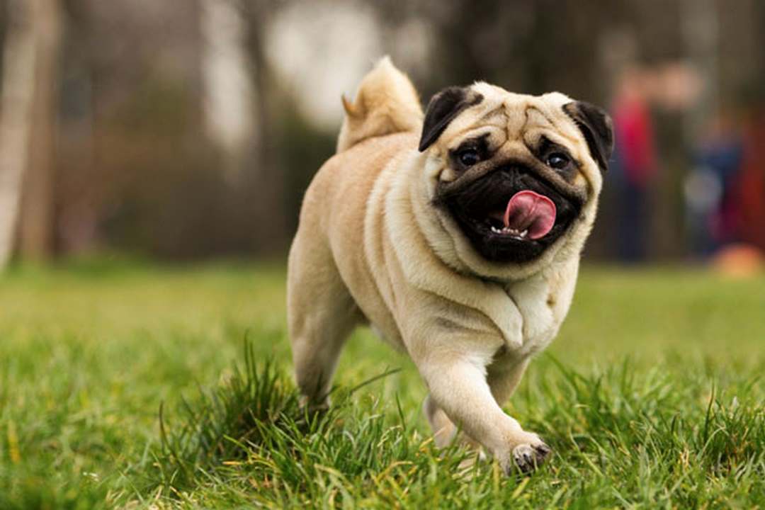 Đặc điểm ngoại hình của chó pug