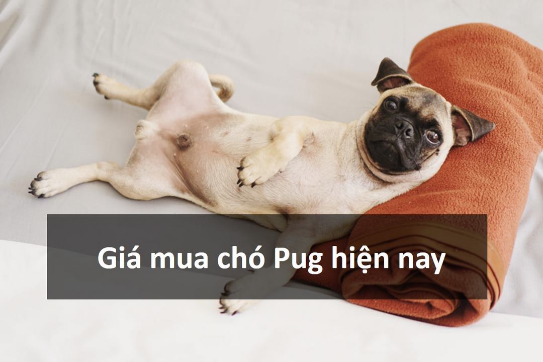 Tìm hiểu giá mua chó Pug hiện nay là bao nhiêu?