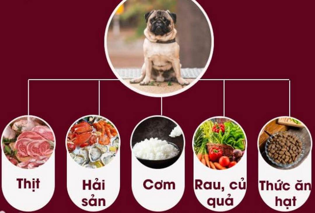 Cách chọn thức ăn cho Chó Pug của bạn