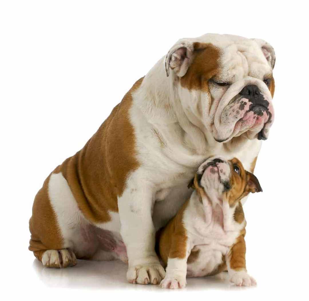 Bulldog là một giống chó được yêu thích và nuôi nhiều nhất thế giới