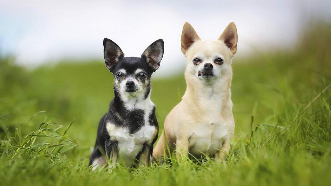 Chihuahua là chó nguồn gốc đến từ chó Techichi của giống Toltecs 