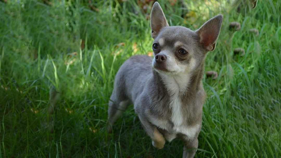 Chihuahua là chú chó thủy chung hoạt bát và gần gũi với con người 