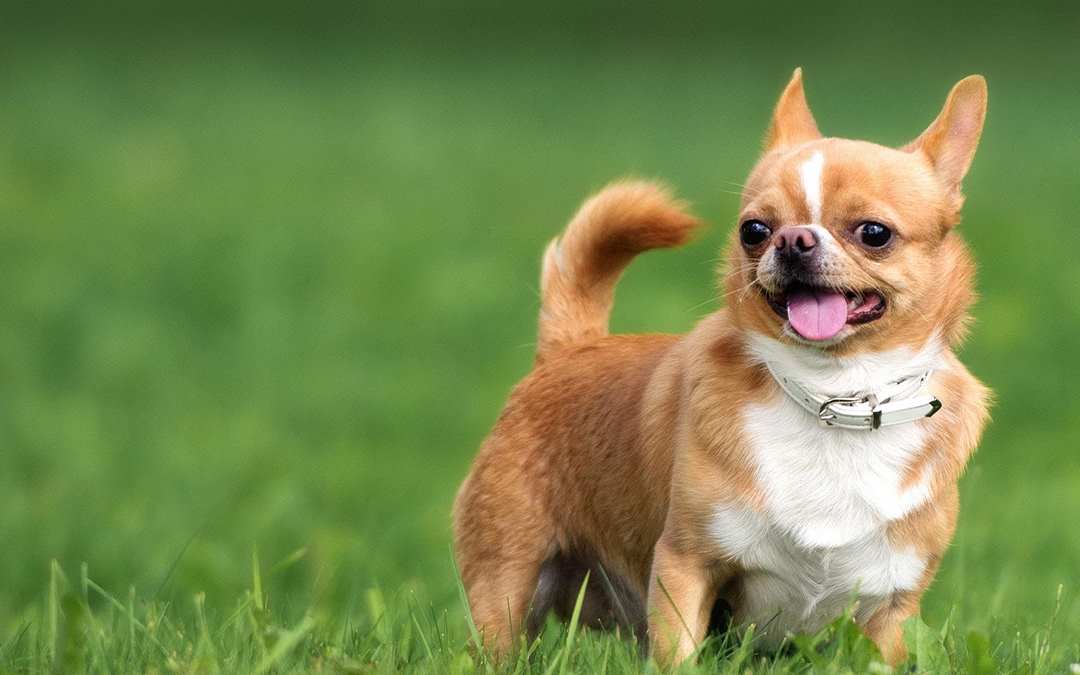 Cần vệ sinh và chăm sóc sức khỏe theo kỳ cho Chihuahua