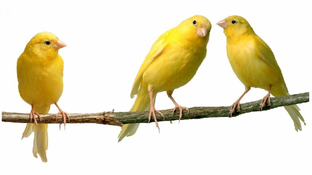 Tổ chim yến có giá trị dinh dưỡng và kinh tế cực lớn