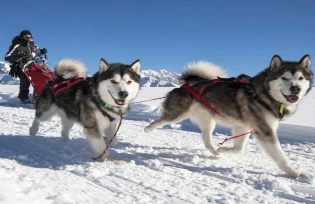 Alaska là giống chó trung thành và vô cùng năng động