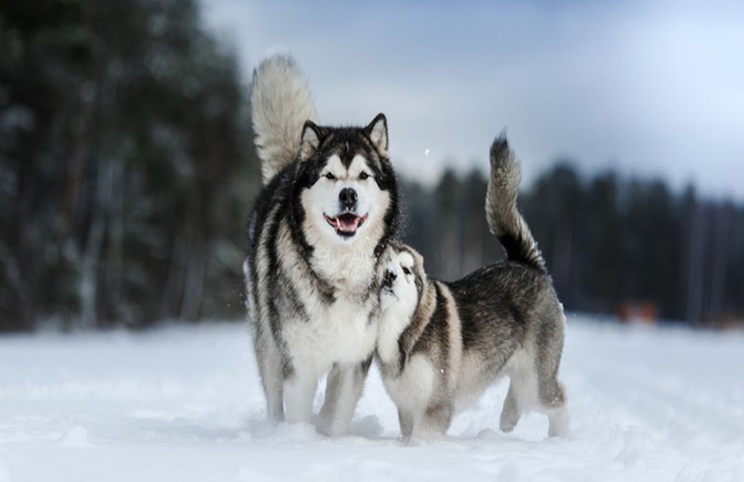 Cách chăm sóc giống Alaska đúng cách