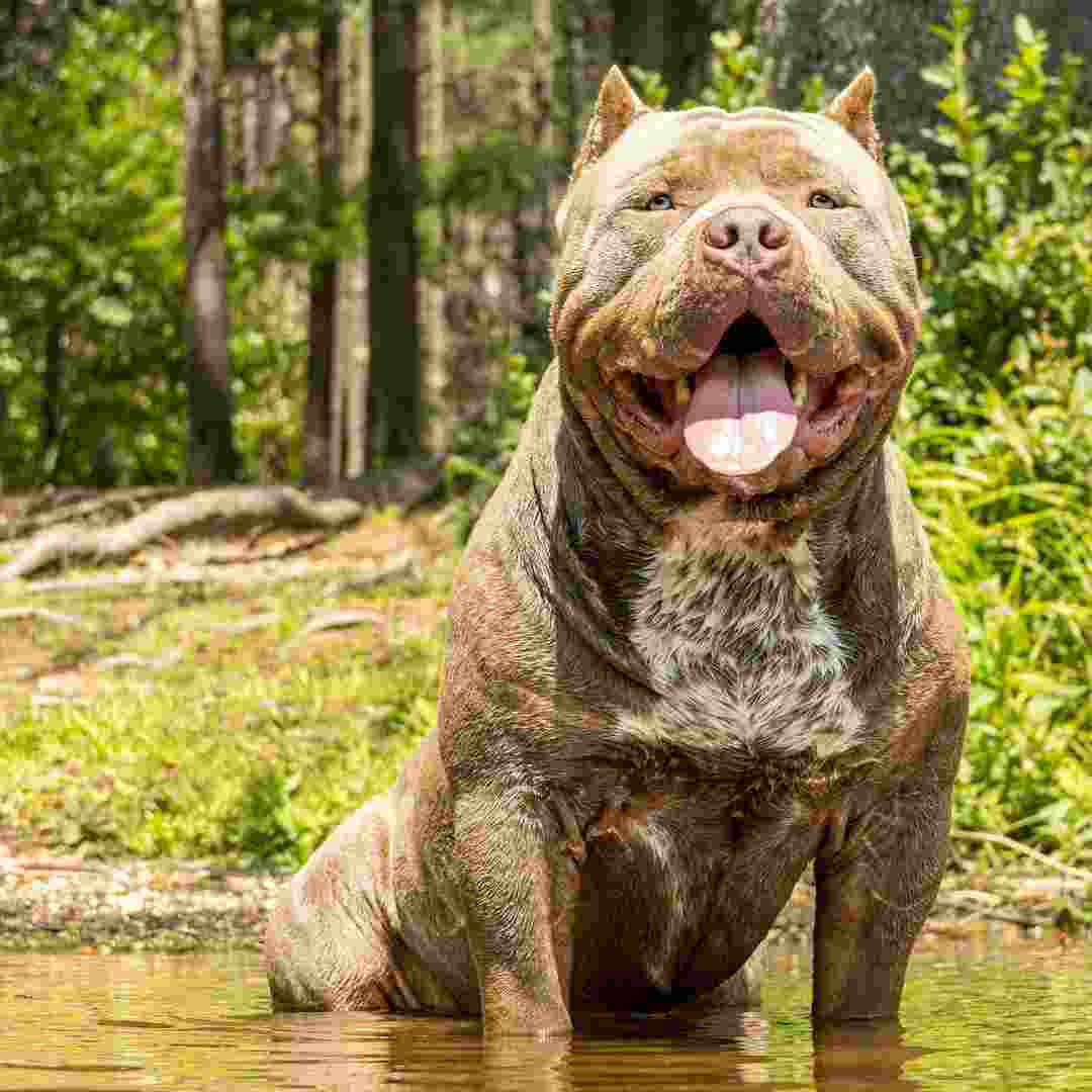 Chó Bully có một ngoại hình vô cùng  lực lưỡng, vạm vỡ