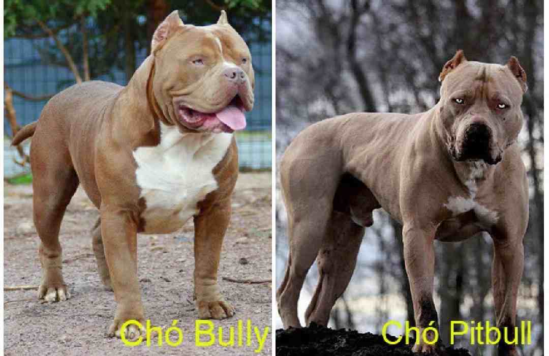 So sánh điểm khác giữa Bully và Pitbull