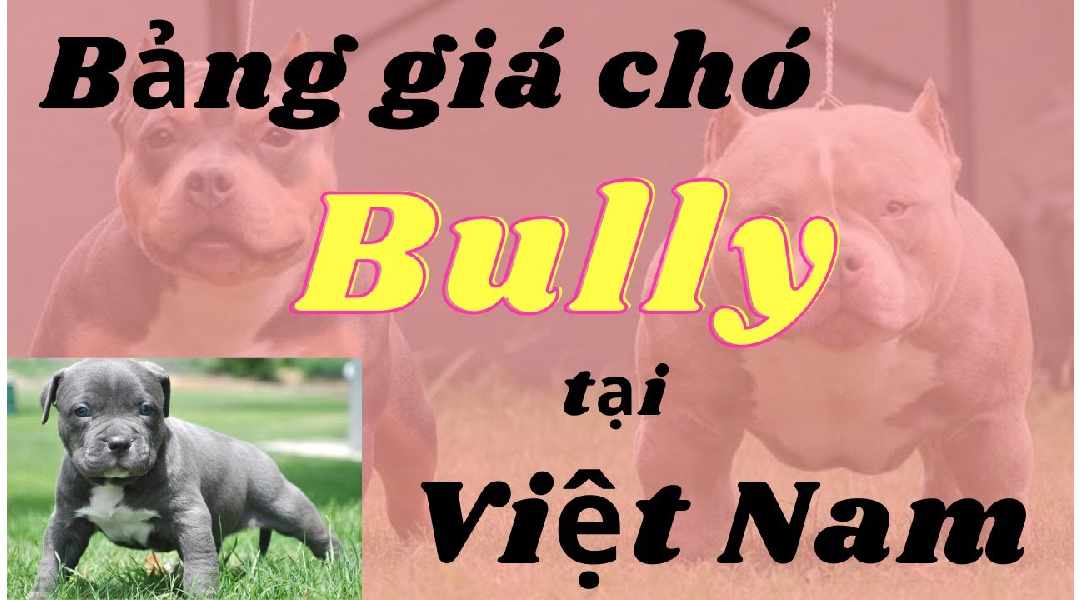 Cần bao nhiêu tiền để mua được chó Bully