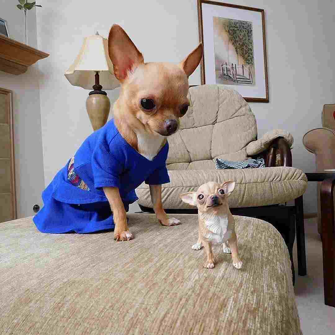 Chihuahua có mắt hơi lồi và tai khá to, nhọn