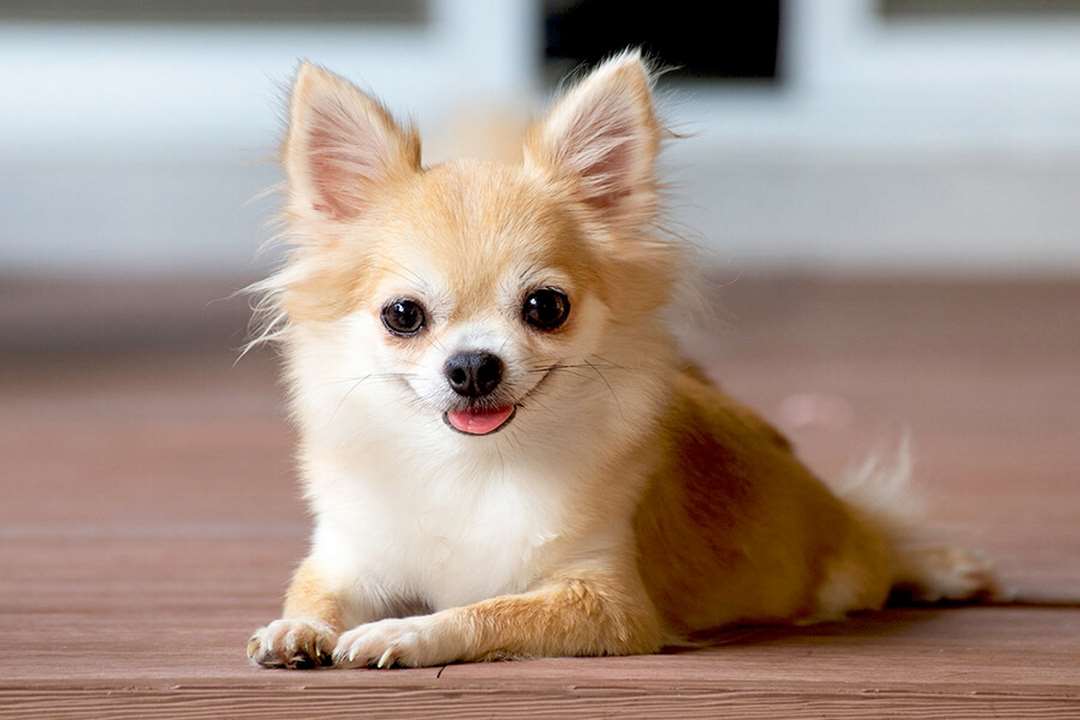 Chihuahua được cho là giống chó “đanh đá” nhất