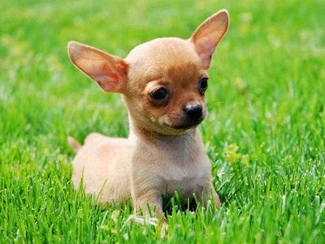 Chăm sóc thật tốt để Chihuahua có một cơ thể khỏe mạnh