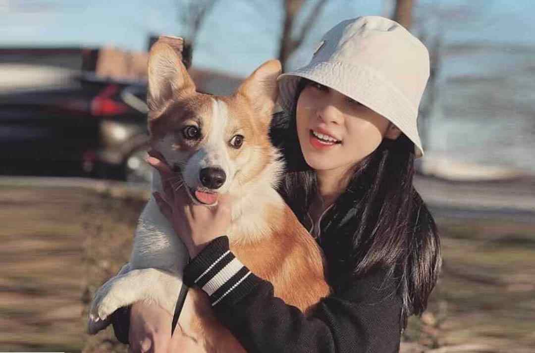 Chó Corgi rất được yêu thích 