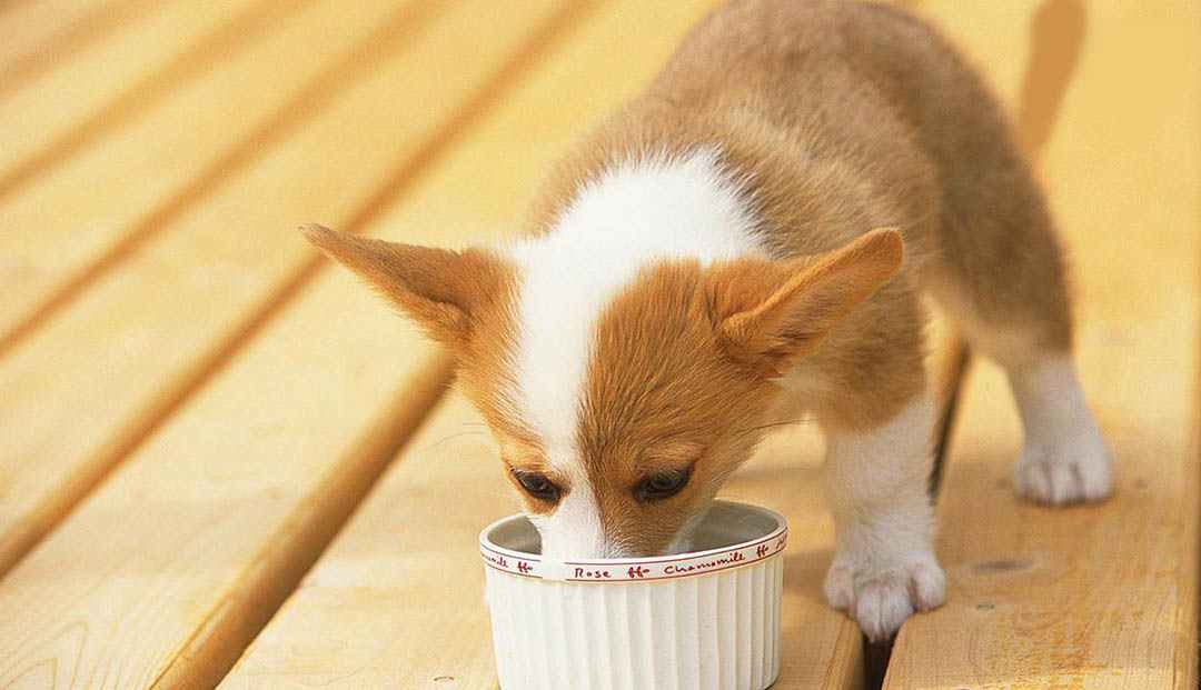 Với Corgi 3-5 tháng tuổi cần ăn ngày 3-4 bữa