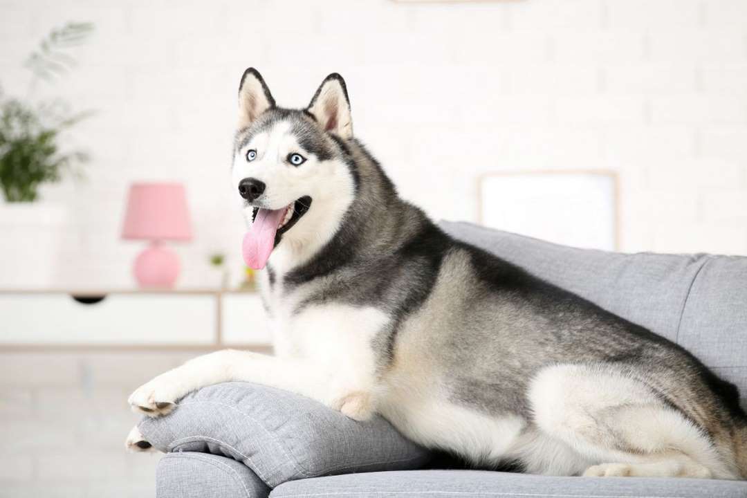 Chó Husky có nguồn gốc từ nước Nga với quan hệ gần của chó sói