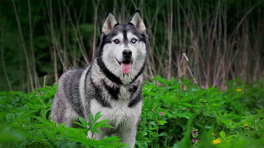 Tính cách của Husky tương tự như chó sói nhưng vẫn đáng yêu  