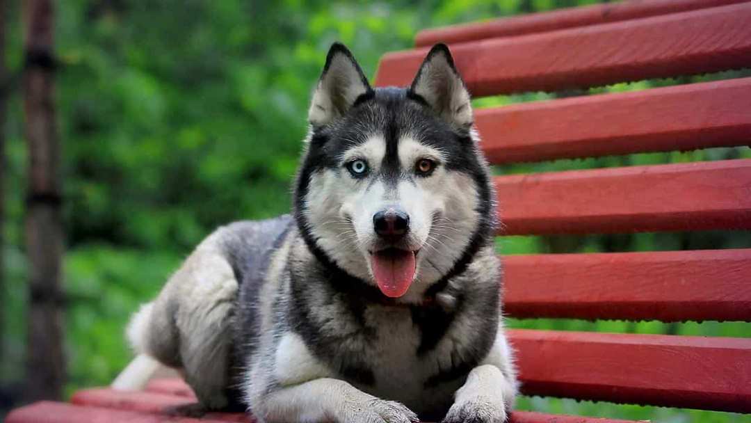 Chó Husky đắt hay rẻ tùy vào là chó lai hay thuần chủng