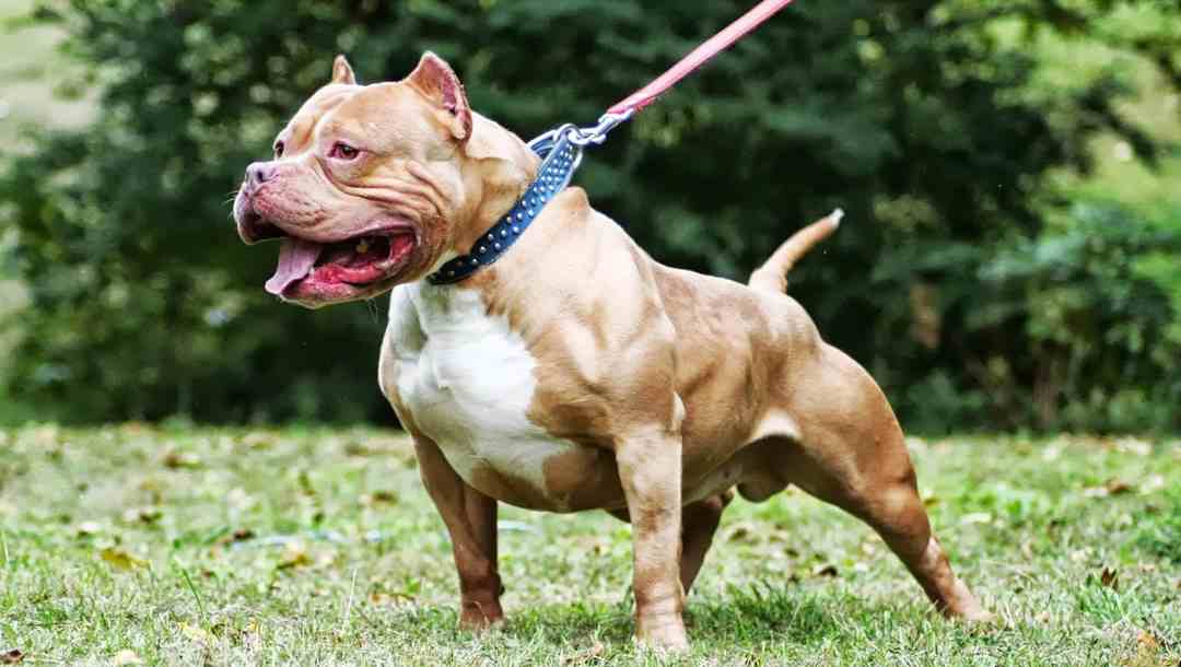 Pitbull có tính cách hung dữ, với khuôn mặt cục cằn