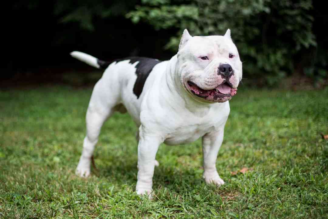 Với Pitbull 2-4 tháng cần có chế độ ăn nhẹ nhàng không tươi sống