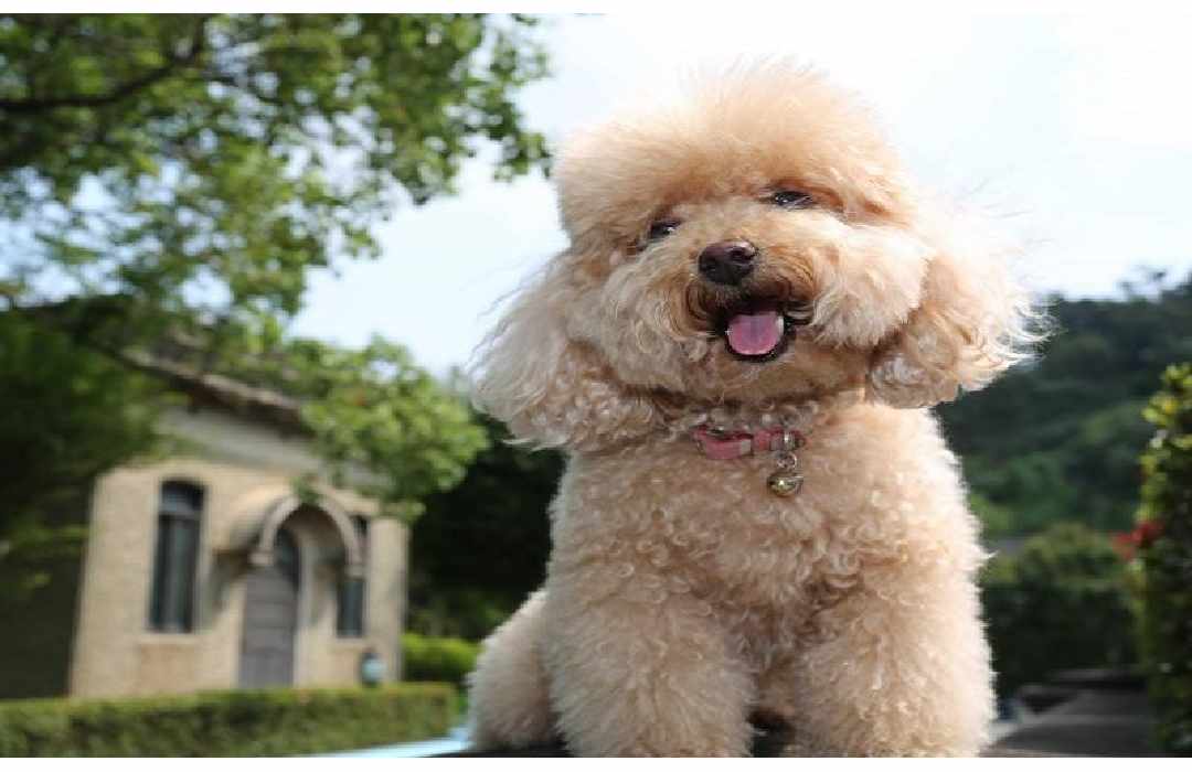 Đôi nét về giống chó Poodle