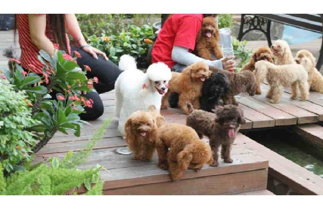 Các loại chó Poodle phổ biến 