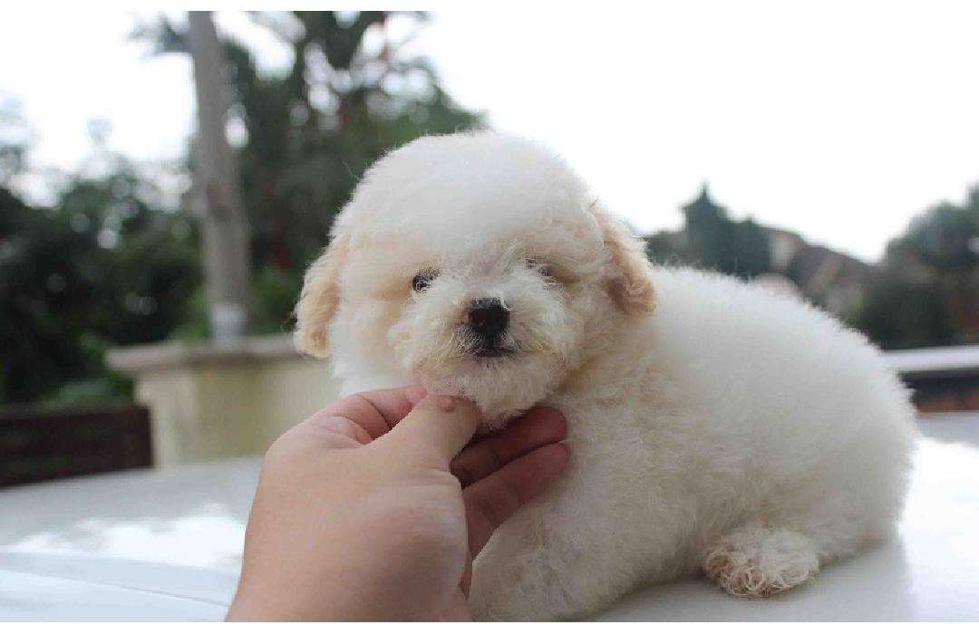 Tại sao nên chọn chó Poodle làm thú cưng?