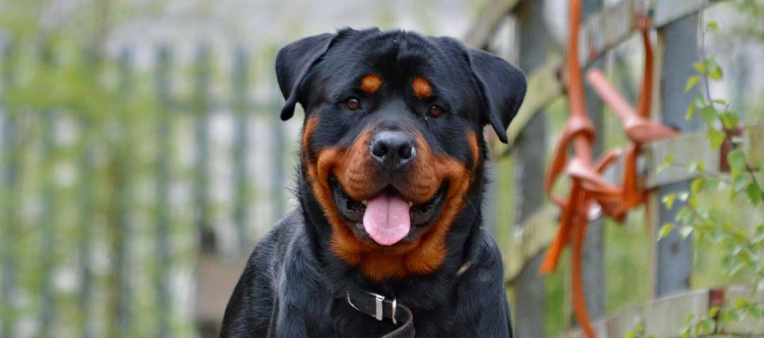 Cội nguồn của loài chó Rottweiler