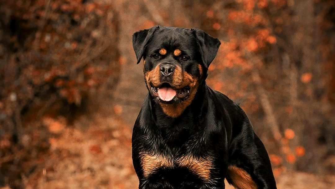 Chó Rottweiler sở hữu cơ thể của mỹ nhân 