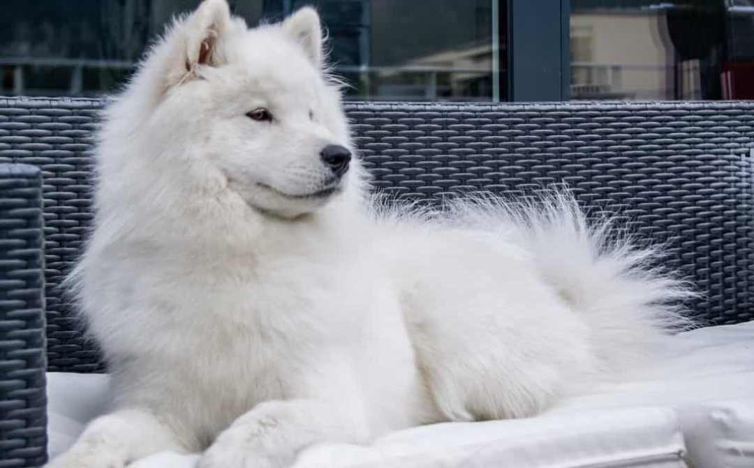 Chó Samoyed có ngoại hình cực kỳ xinh đẹp