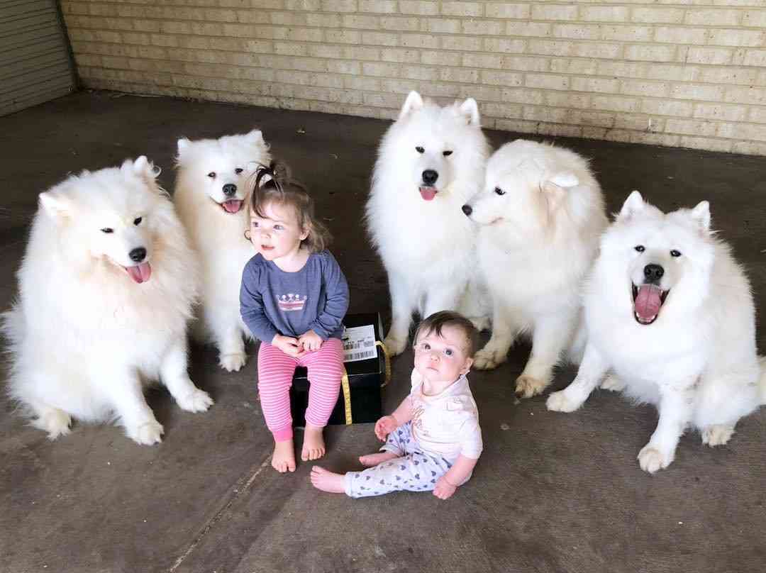 Ở chó Samoyed có những đặc tính phù hợp với con người