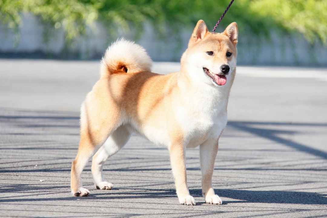 Chó Shiba có nguồn gốc từ Nhật Bản 