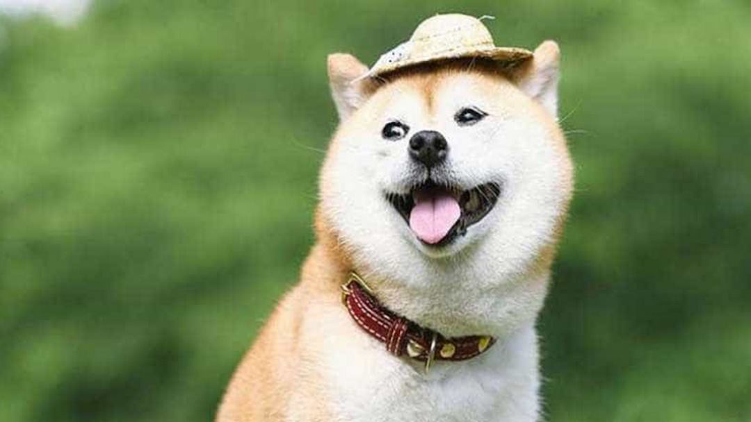 Chú chó Shiba sở hữu bộ lông khá đẹp mắt 