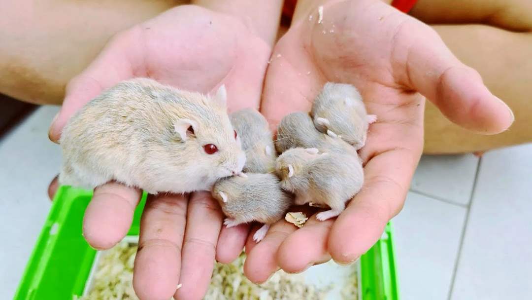 Chuột Hamster sinh sản mạnh