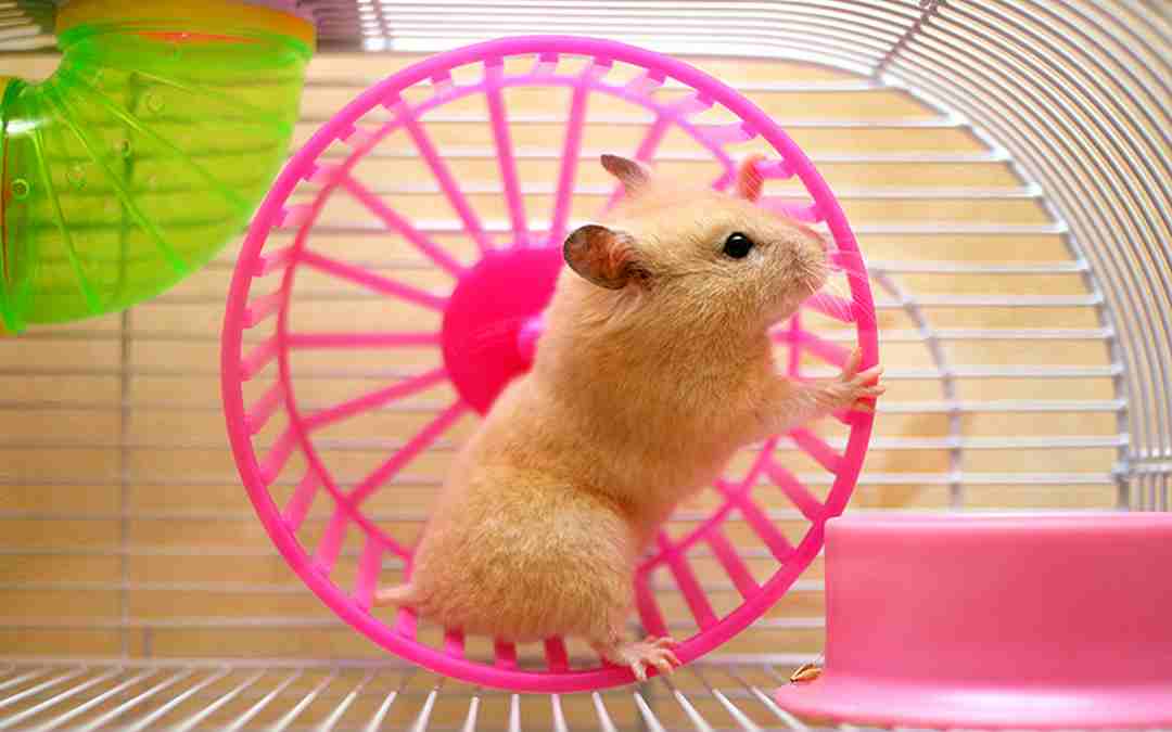 Hamster cần vận động