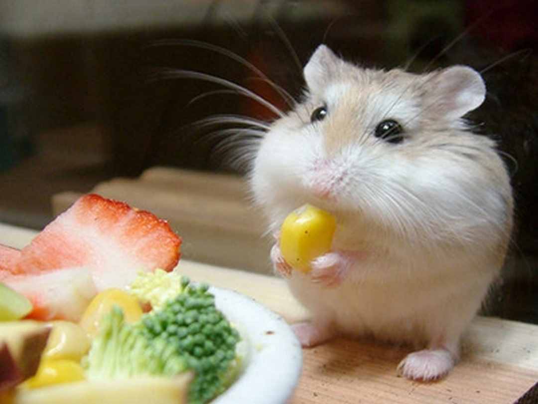 Cho Hamster ăn