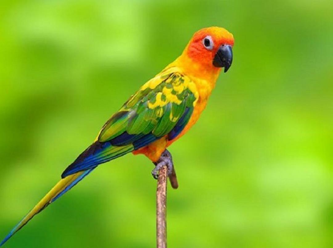 Con vẹt - Đặc điểm, ngoại hình và khả năng sinh sản của chúng