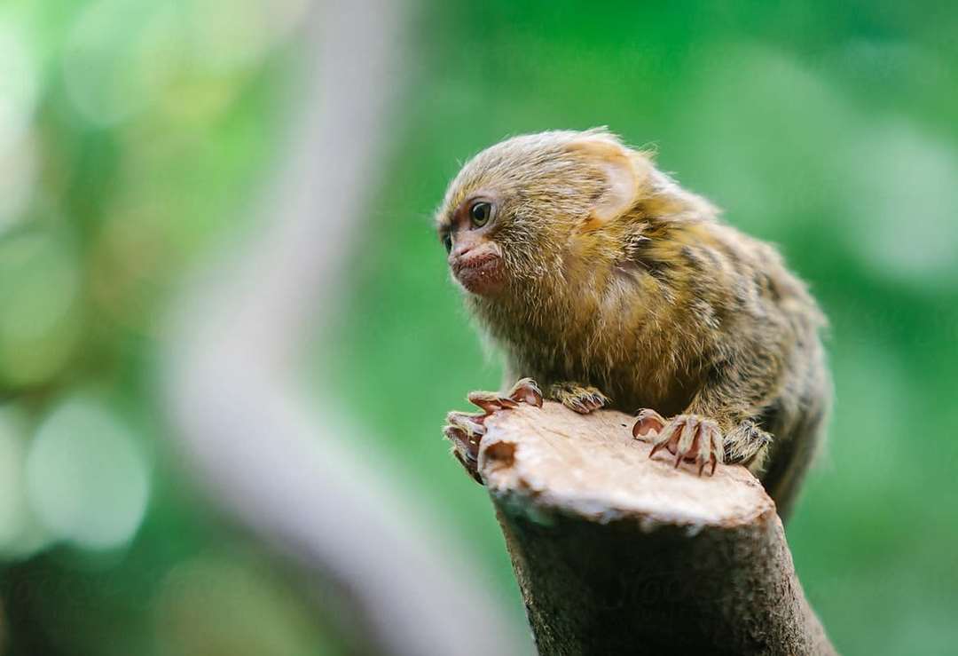 Một số điều chú ý khi loài khỉ Marmoset sinh sản