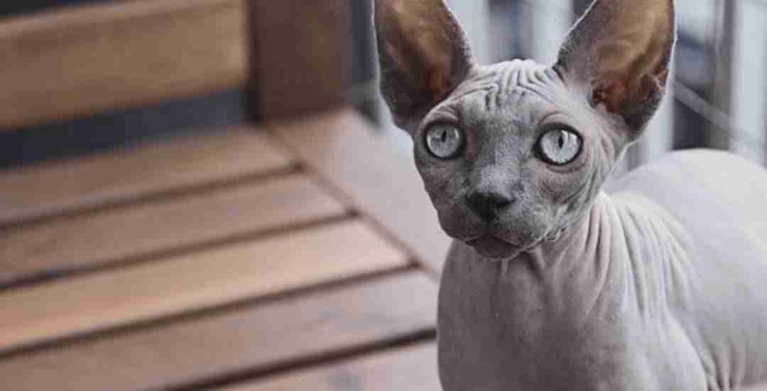 Giống mèo bị nhiều người chê nhất bởi ngoại hình kỳ lạ