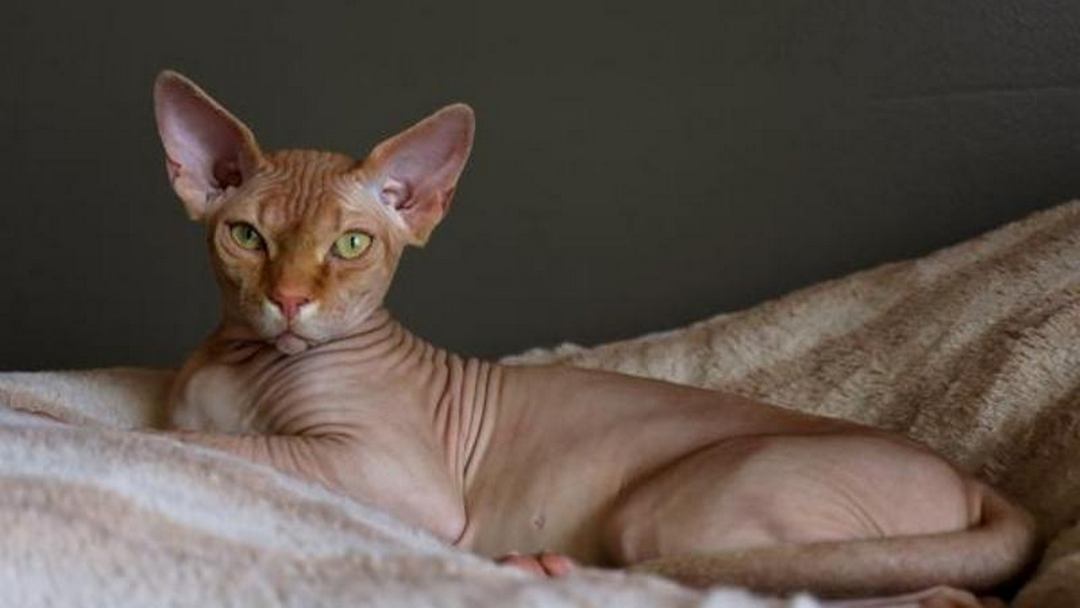 Cách chọn mua mèo Mèo Sphynx