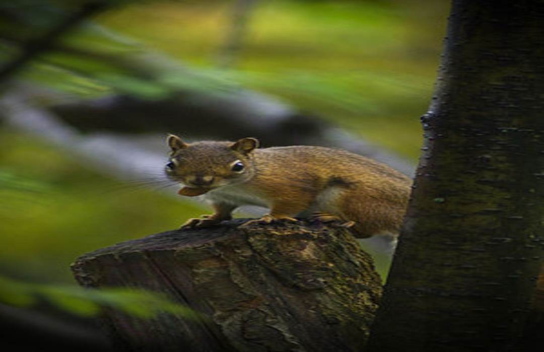 Đặc điểm của loài Sciuridae sống trên cây