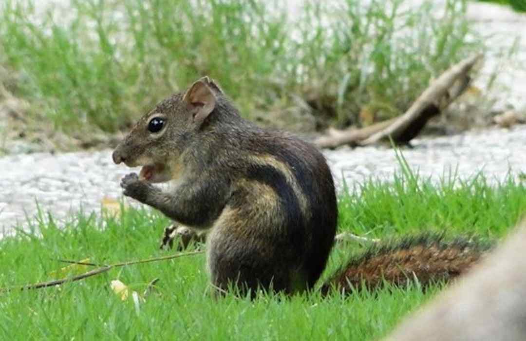 Đặc điểm của những loài Sciuridae sống ở đất