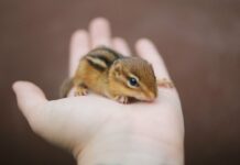 Hướng dẫn cách nuôi con sóc làm thú cưng cho bạn Sóc đất có đặc điểm như thế nào?