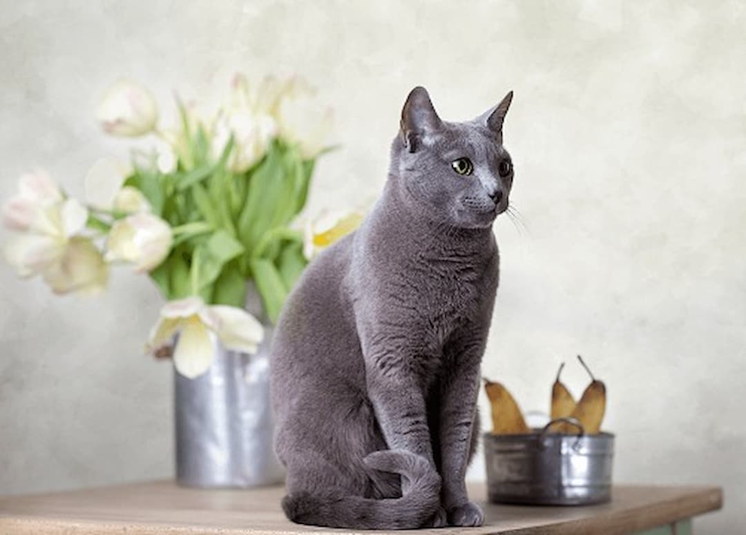 Mèo Nga xanh rất dễ ăn