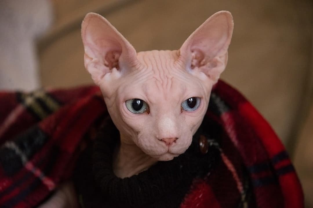 Nhiệt độ thích hợp cho mèo Sphynx