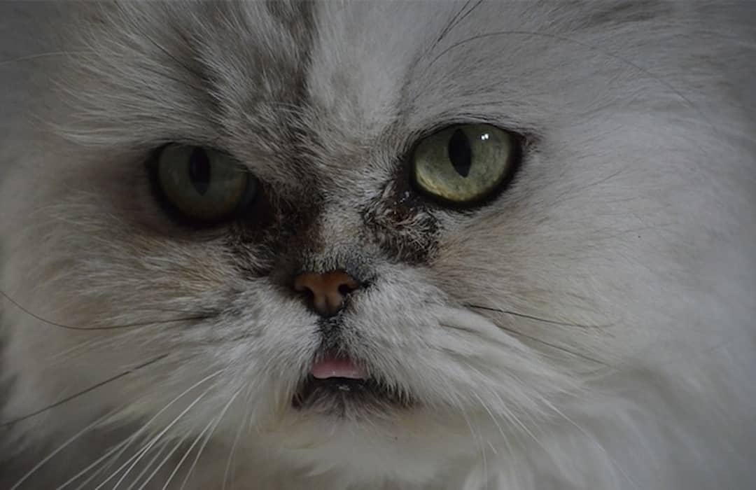 Bạn nên đề phòng các bệnh nhiễm trùng mắt cho mèo