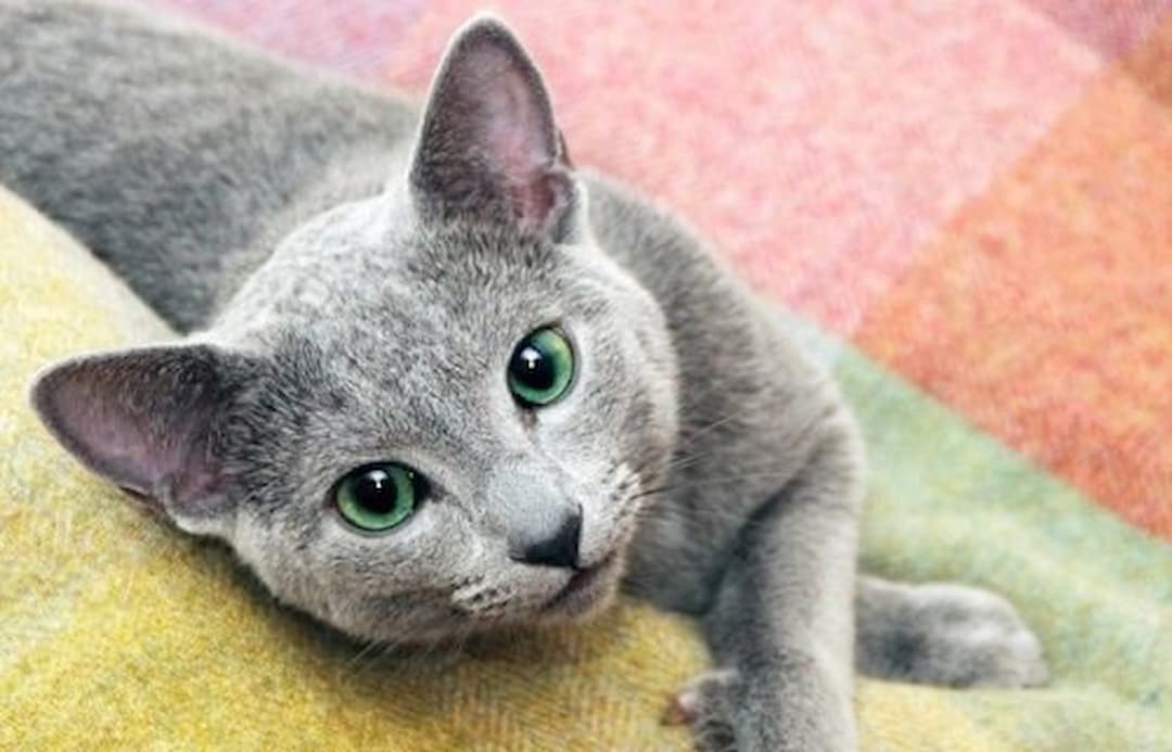 Tính cách của mèo nga mắt xanh